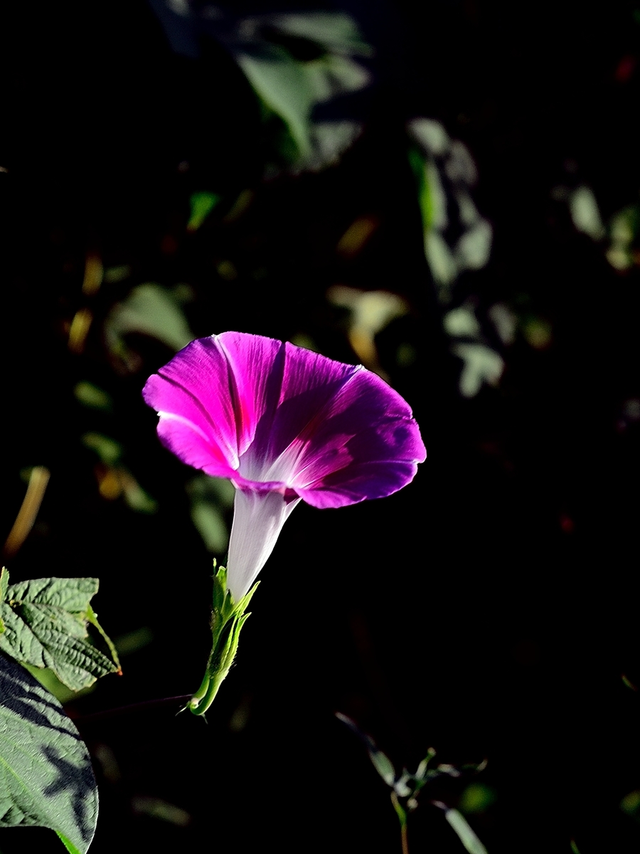 小花朵图片，各种漂亮花朵图片