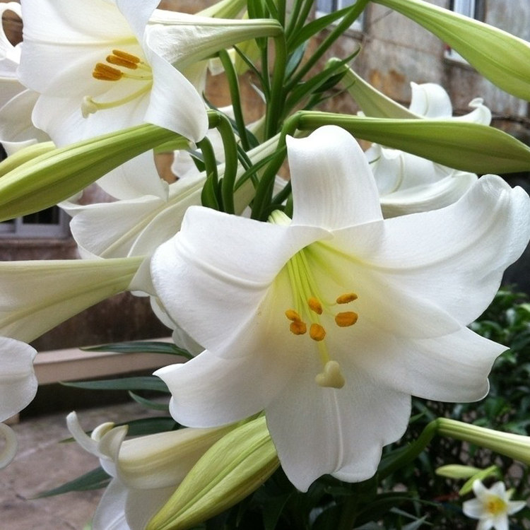 百合花的种植，百合种球种植最佳时间