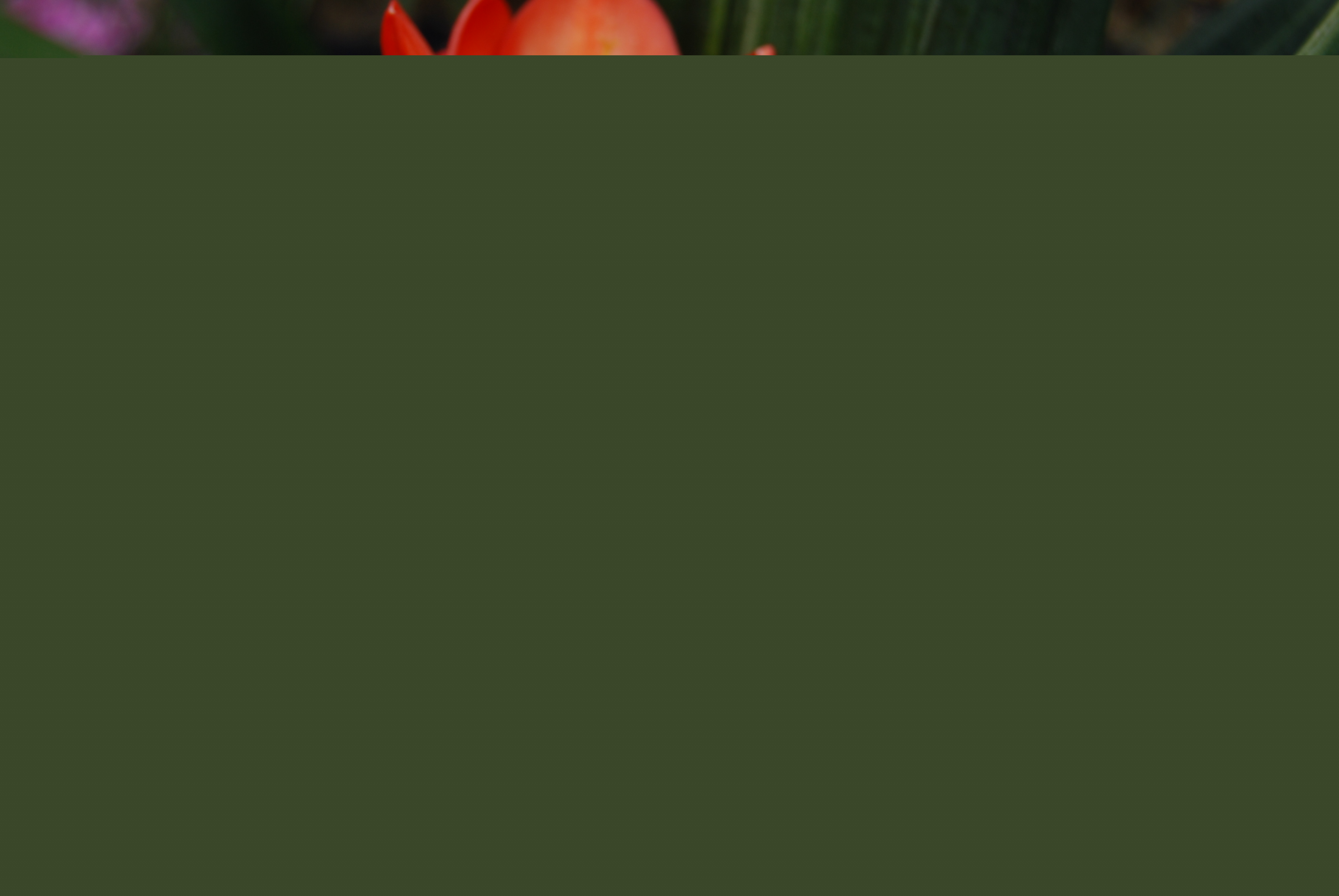剑兰图片，剑兰叶子图片大全