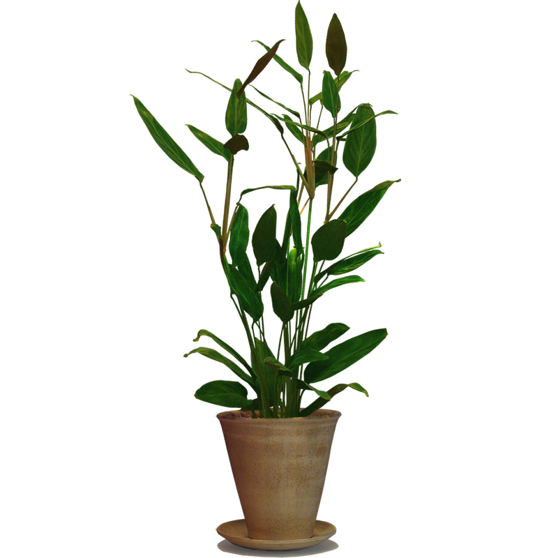 植物盆栽，100种常见室内绿植
