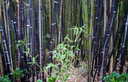 竹子的作用，竹子可以做什么