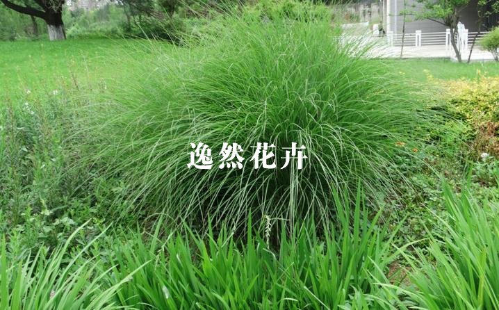 小画眉草，星星草图片和功效