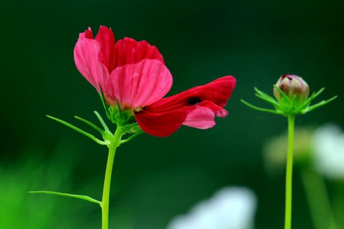 波斯菊的花语，格桑花的花语