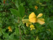 阳雀花，阳雀花图片及种植