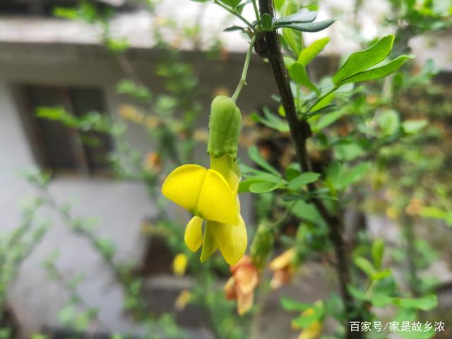 阳雀花，阳雀花图片及种植