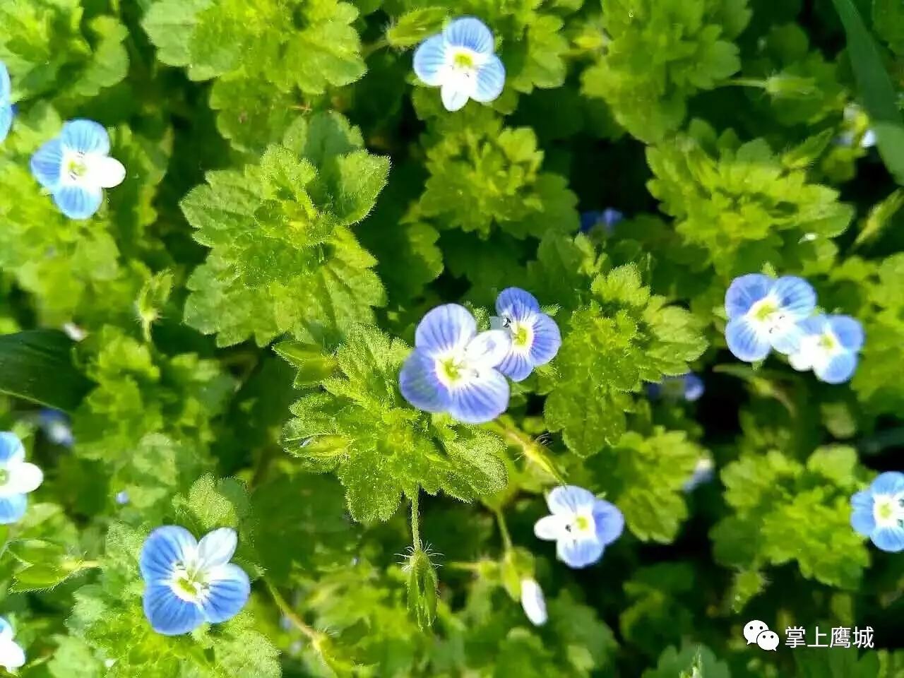 风灵花，风铃花