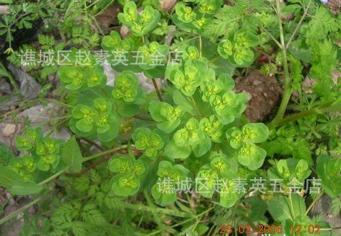 风灵花，风铃花