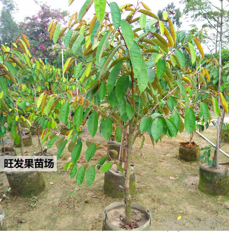 牛奶果图片，牛奶果怎么吃