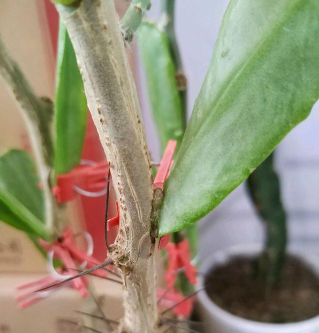 叶仙图片，叶仙花的图片