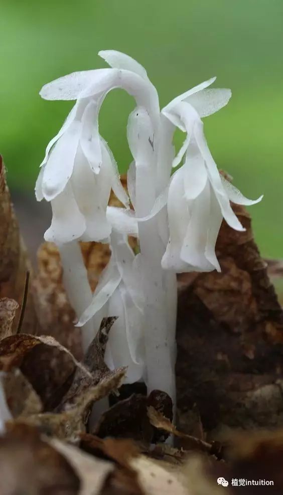 幽灵之花，水晶兰为什么被叫幽灵之花