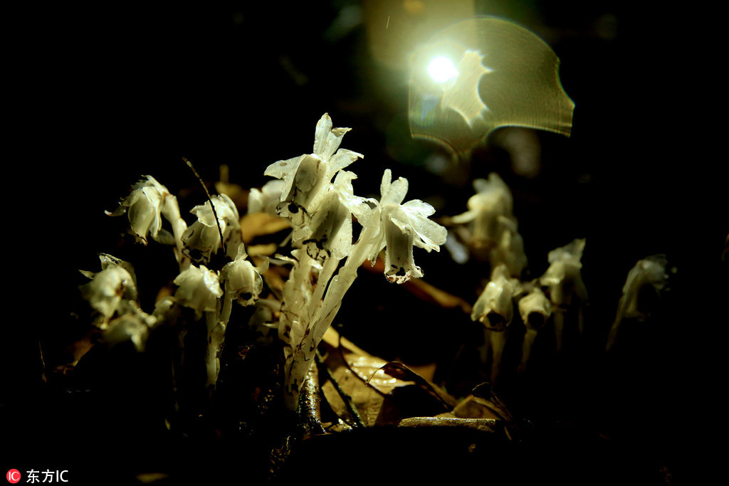 幽灵之花，水晶兰为什么被叫幽灵之花