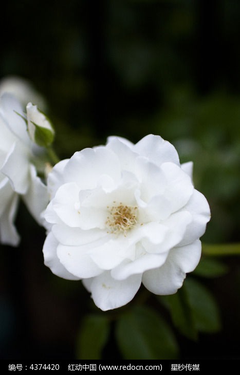 白色的花，白色花卉名称大全
