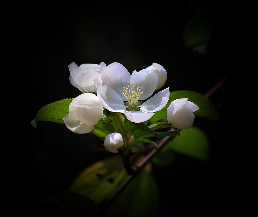 白色的花，白色花卉名称大全