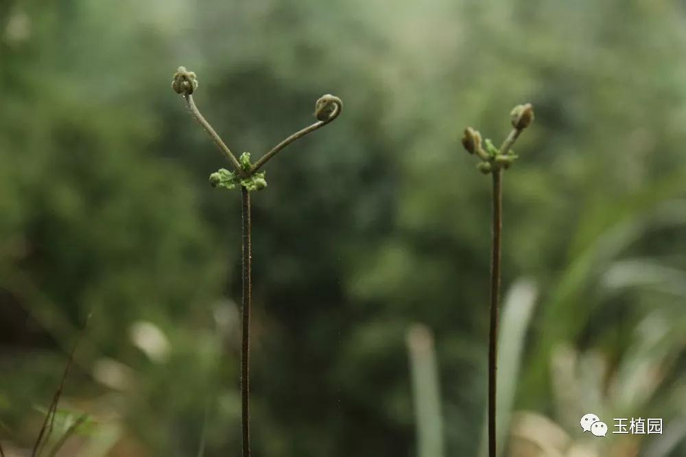 羊角草，各种羊角图片大全