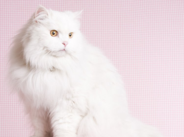 猫的外形特点，猫的特征和特点