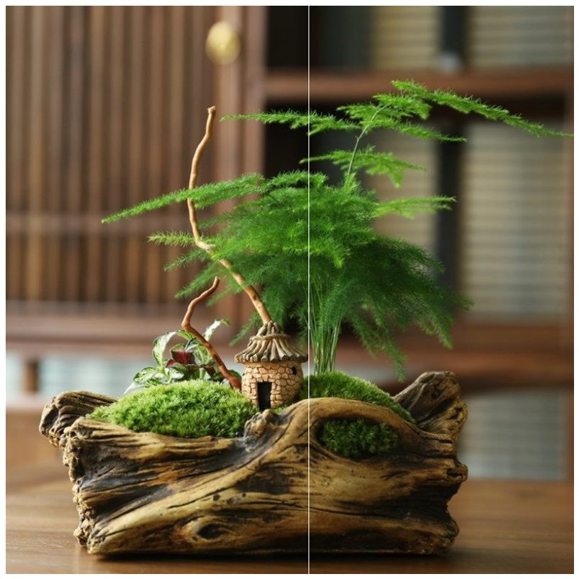 矮文竹，文竹盆景造型图片