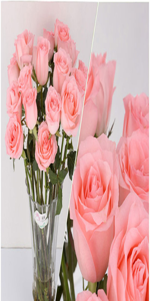 戴安娜玫瑰花语，粉红雪山玫瑰花语