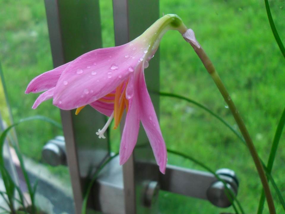 风雨花，韭莲花的图片