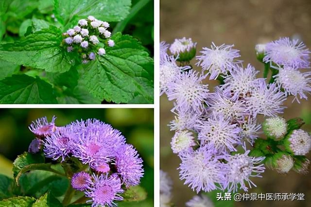 咸虾花，狗仔花药材图片