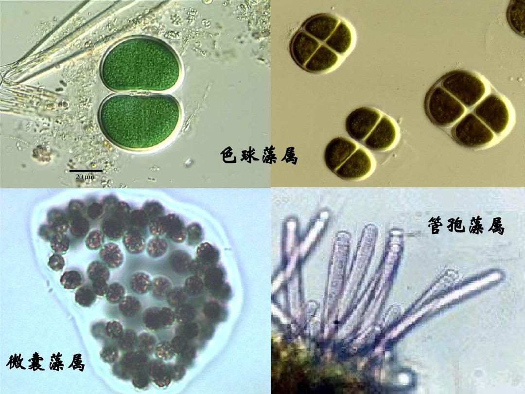 藻类，藻类植物的特点