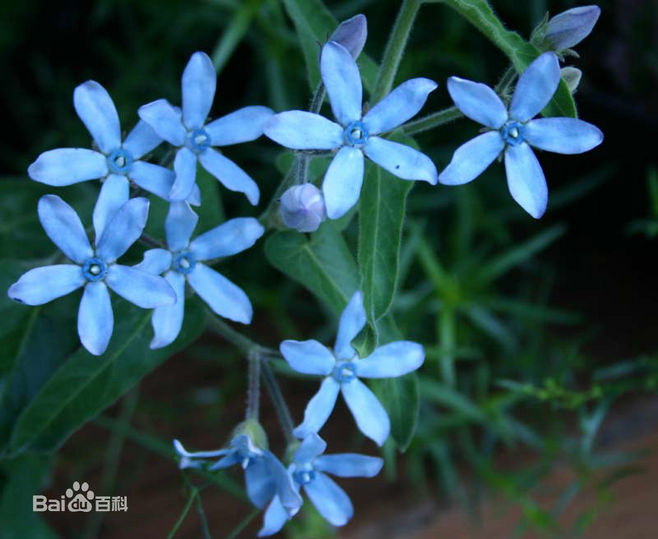 蓝星花，日本蓝星花花语