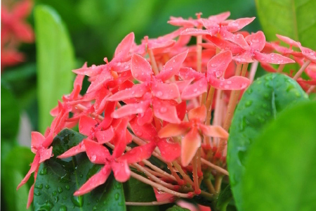 仙丹花，红仙丹花养殖注意事项