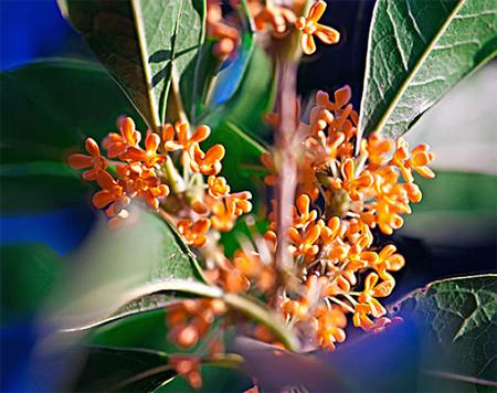 桂花花语，花语大全带图片和花名