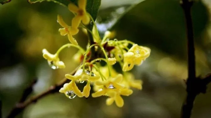 桂花花语，花语大全带图片和花名