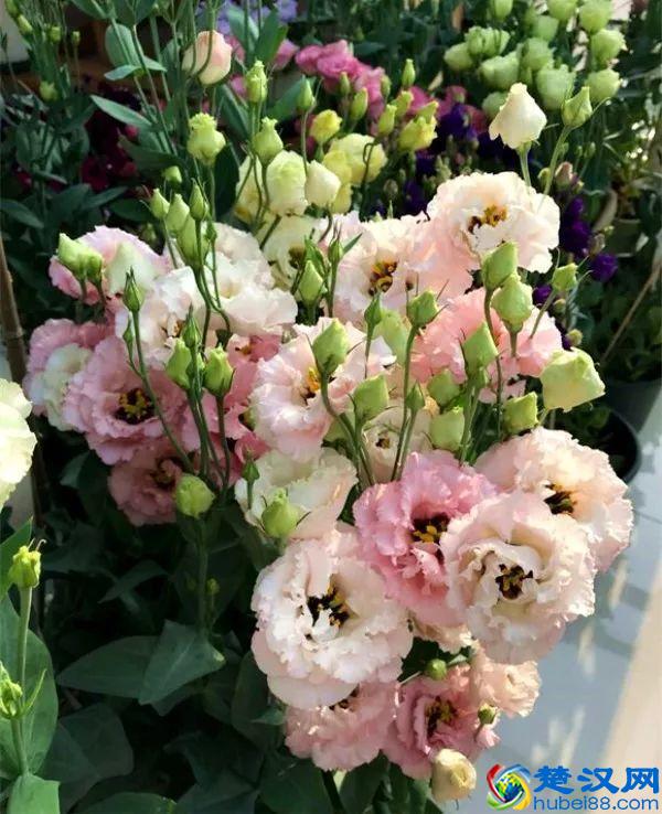 什么花在夏天开，夏天开花的花10种花