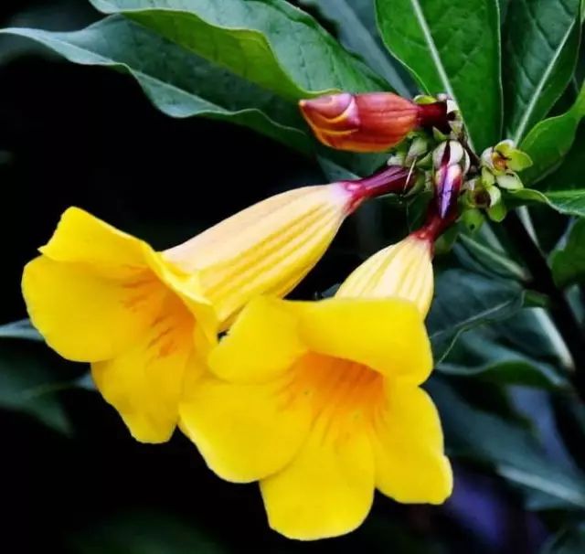 黄蝉兰，最名贵的10种兰花图片