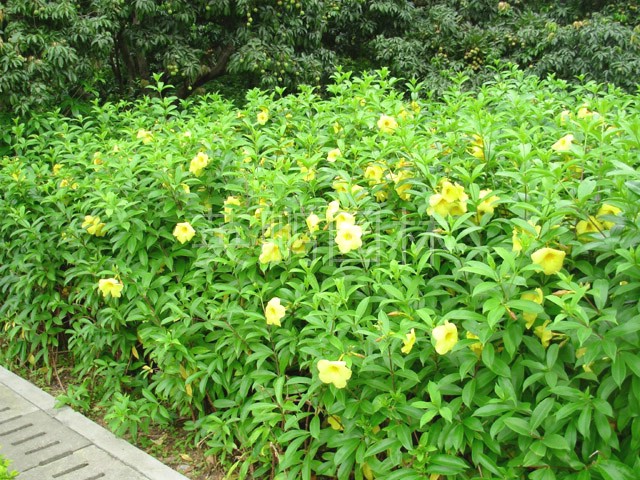 黄蝉兰，最名贵的10种兰花图片