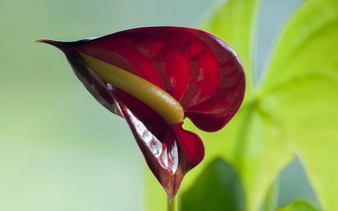 鹤花，仙顶鹤花