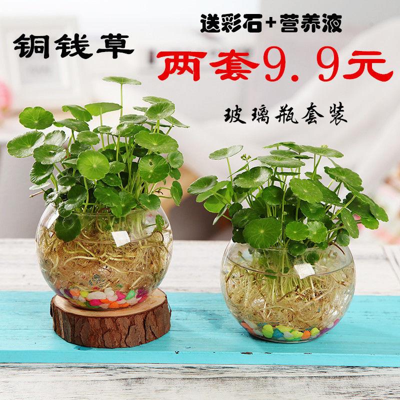 土培植物，室内适合养的18种植物