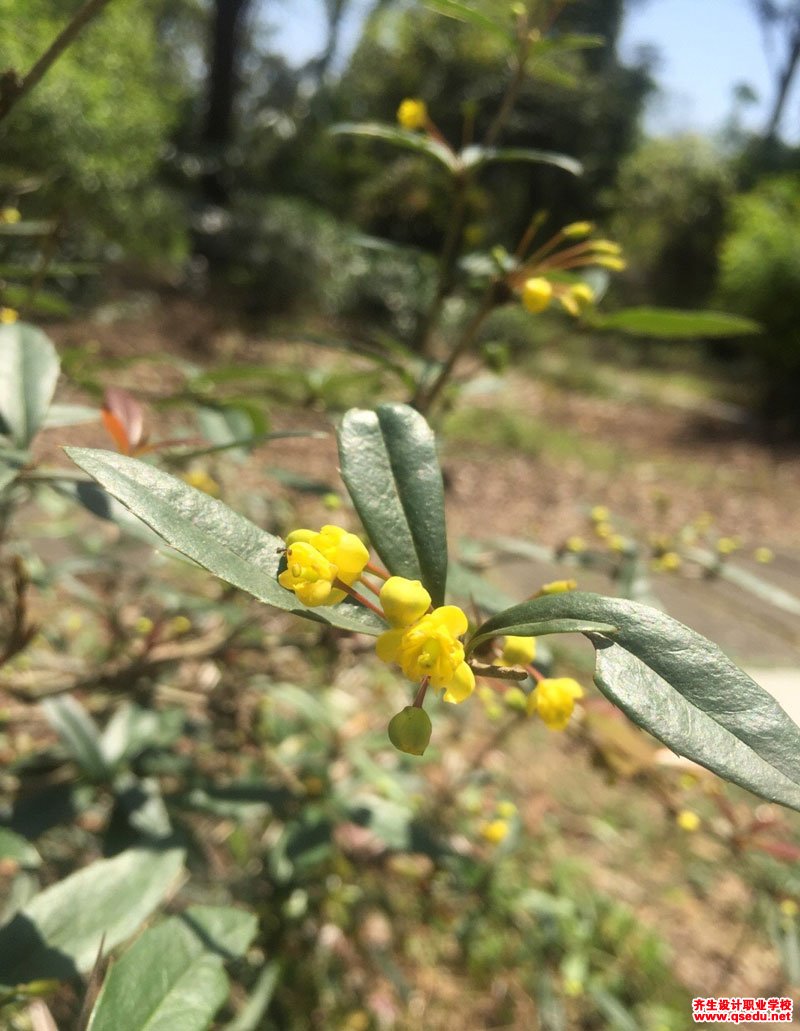 粉叶小檗，粉叶小檗药用