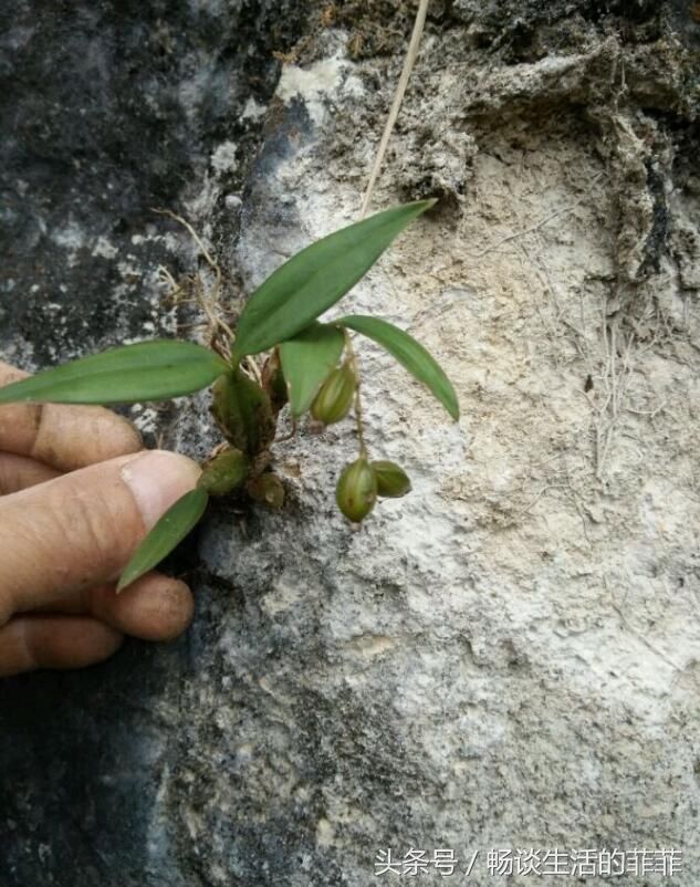 石斛的种植方法及繁殖，石斛兰花怎么养殖