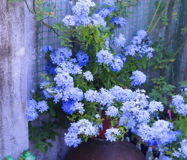 蓝盆花，蓝盆花的功效与作用