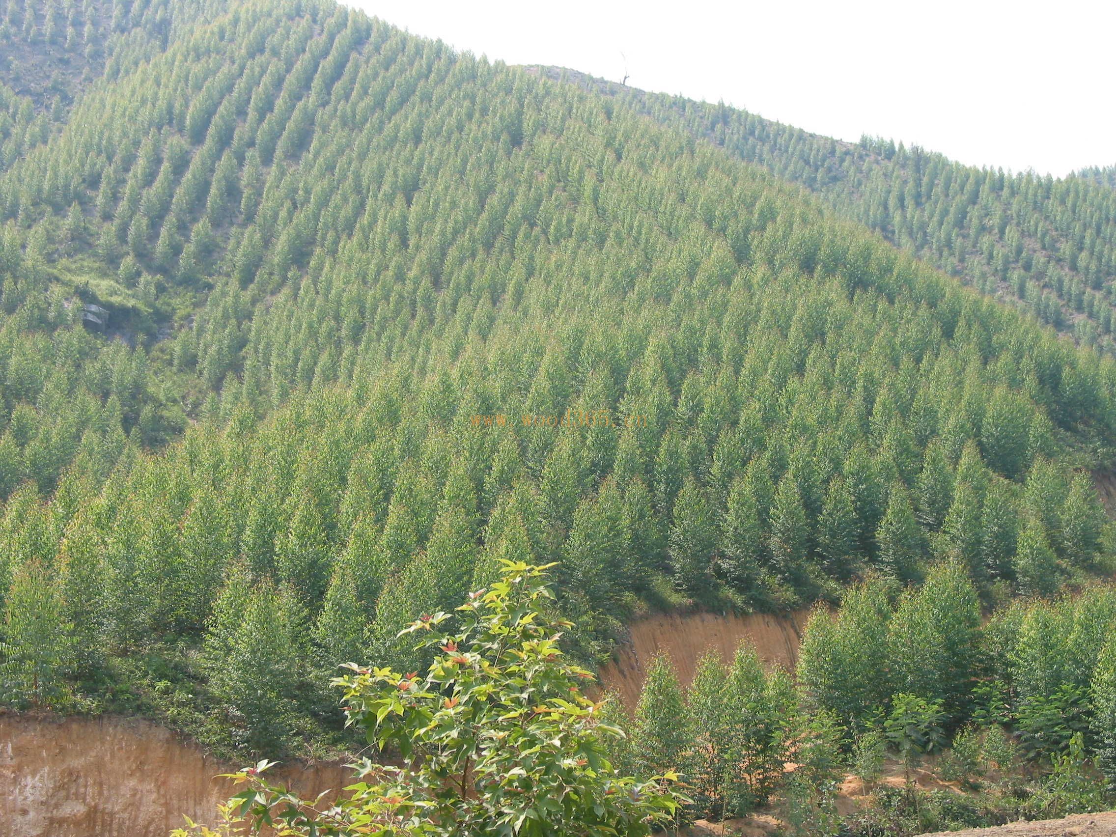 桉树种植，速生桉种植和管理