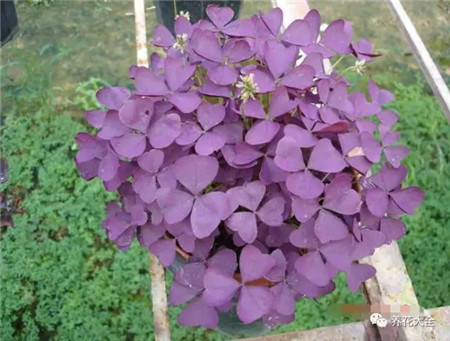 紫叶酢浆草，紫叶草