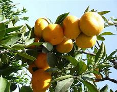 柑橘属，柑橘类水果27种详细介绍