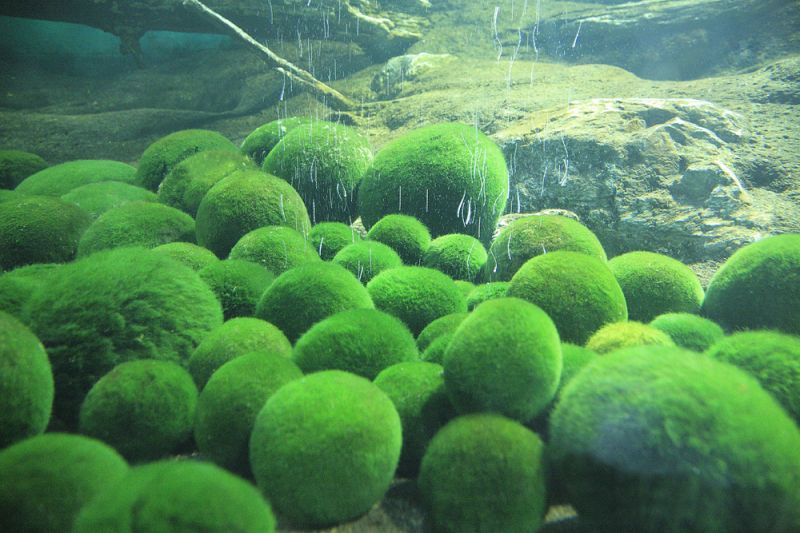 原绿球藻，绿球藻分生出小绿球藻