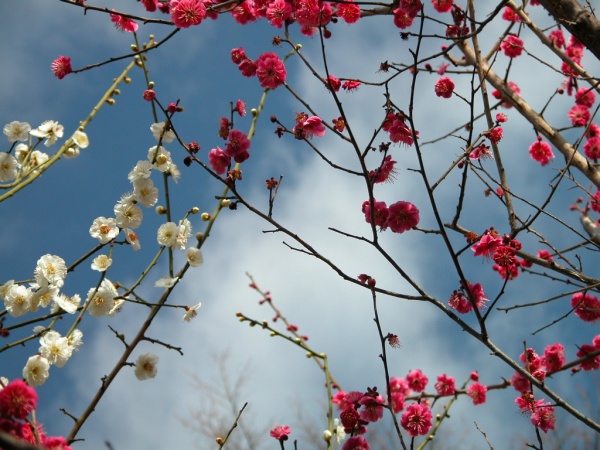 梅花图片大全大图，桃花图片