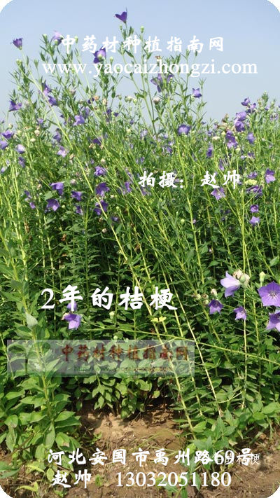 桔梗种植技术，黄芩种植技术