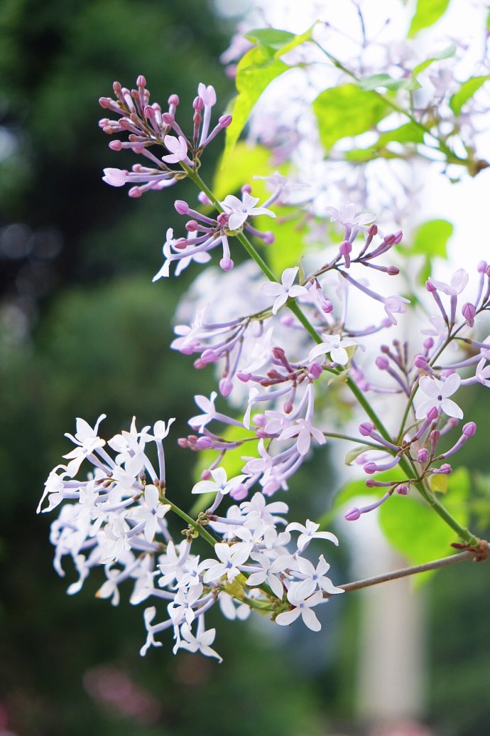 丁香大型，丁香花什么品种最好