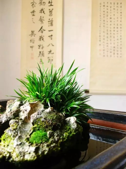 菖蒲图片，菖蒲的功效与作用