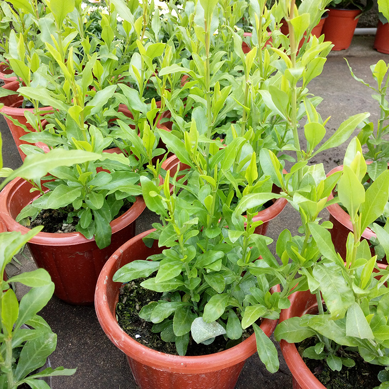 喜阴耐寒的室外植物，耐阴植物