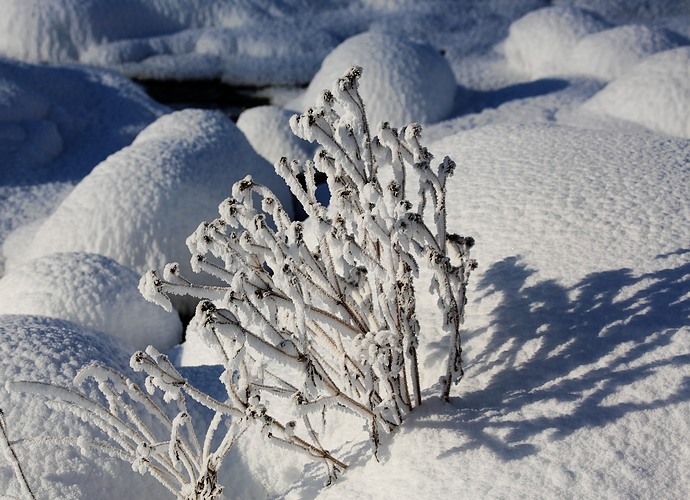 雪的图片，雪的图片怎么画