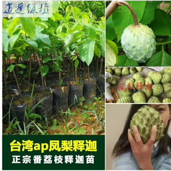 番鬼荔枝，红毛荔枝