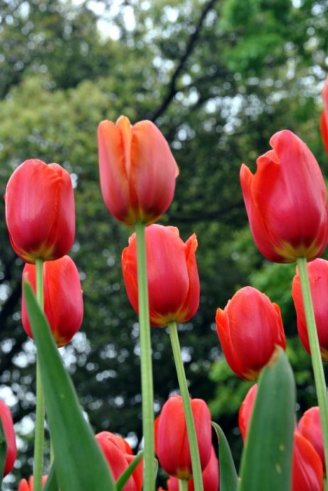 黄色郁金香花语，郁金香的花语是什么