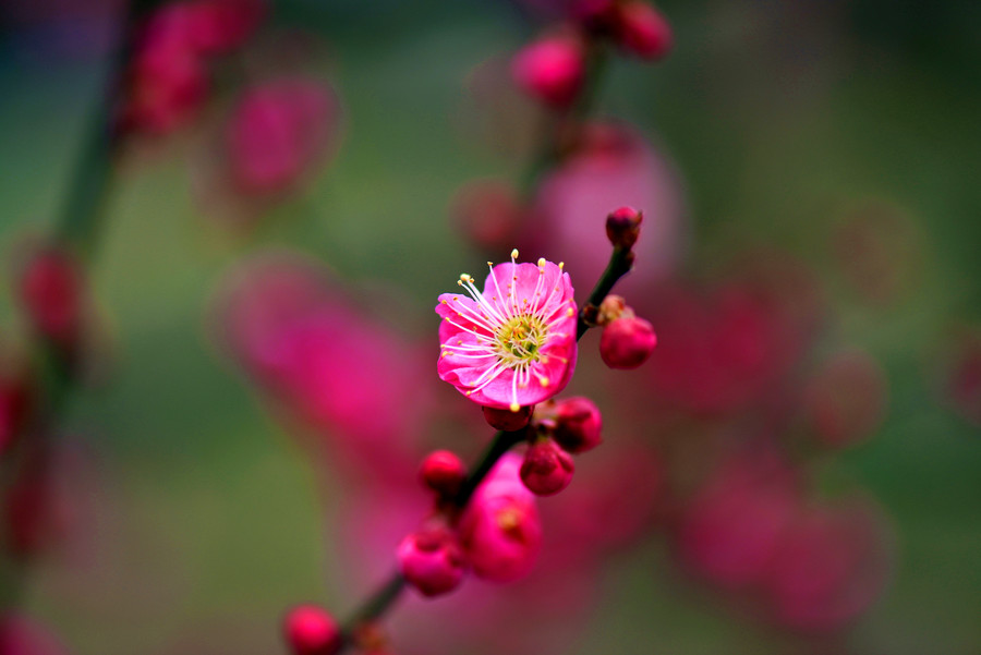 花的世界，花的诗句