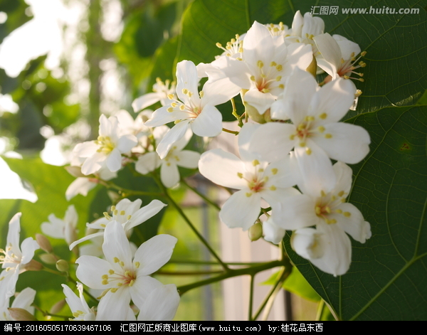 油桐花，油桐花的诗句